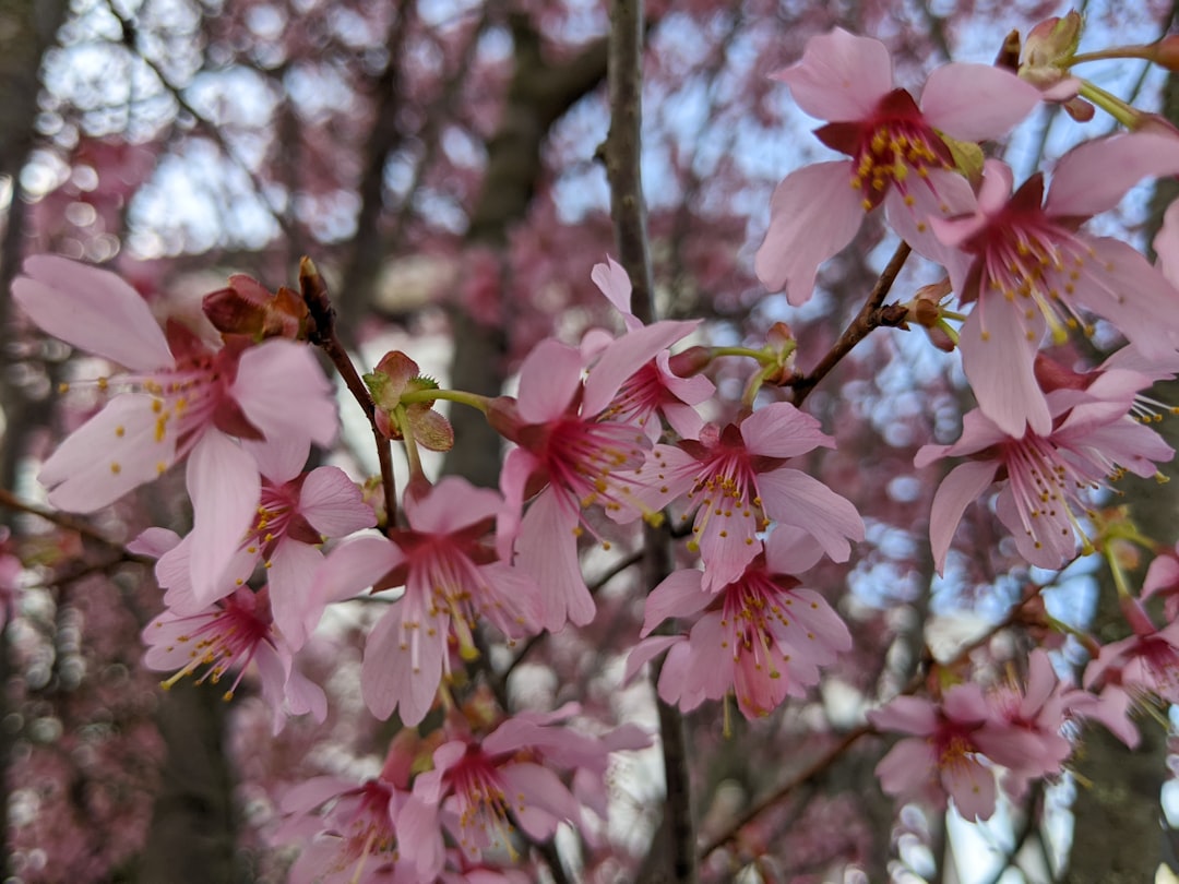 Welcome to Lighthouse Point Homeowners Association  Homeowners Association!